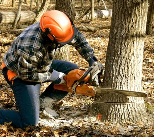 Tree Removal in Niagara University, NY